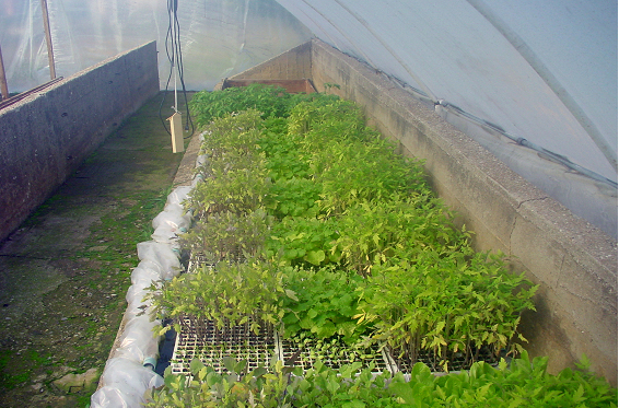 Effects of organic and inorganic fertilization on growth, yield and nicotine content of flue-cured and oriental tobacco (Nicotiana tabacum L.) seedlings grown in organic and conventional float system